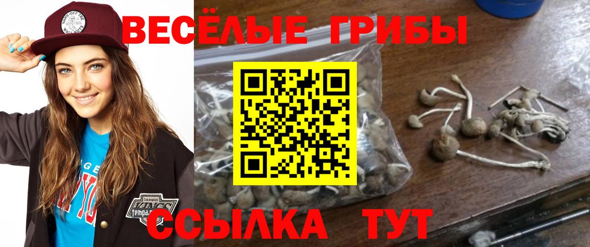 Псилоцибиновые грибы Psilocybine cubensis  Вход с VPN  Краснознаменск  купить  цена  Псилоцибиновые грибы MAGIC MUSHROOMS 